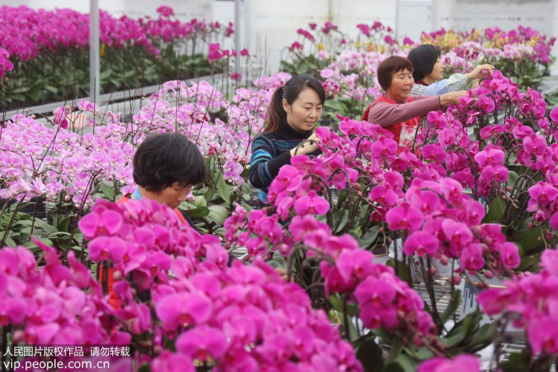1月3日，花农在镇江市丹徒区上党镇上会村其一花卉种植基地打理盛开的蝴蝶兰花。