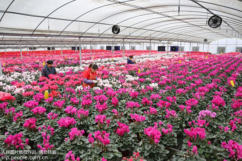 1月3日，花农在镇江市丹徒区上党镇上会村其一花卉种植基地打理盛开的仙客来花。 