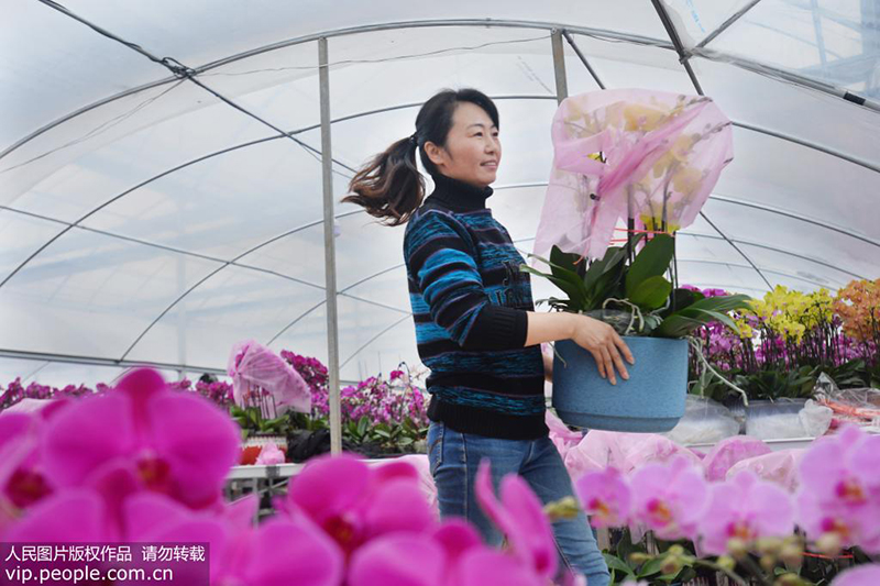 1月3日，花农在镇江市丹徒区上党镇上会村其一花卉种植基地将盛开的蝴蝶兰花搬运给客户。