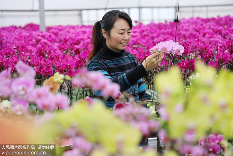 1月3日，花农在镇江市丹徒区上党镇上会村其一花卉种植基地打理盛开的蝴蝶兰花。