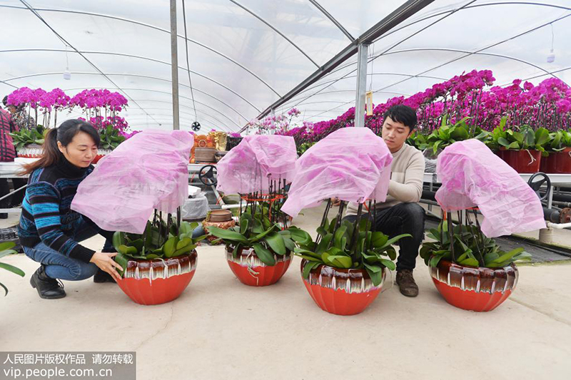 1月3日，花农在镇江市丹徒区上党镇上会村其一花卉种植基地将盛开的蝴蝶兰花进行包装运输。